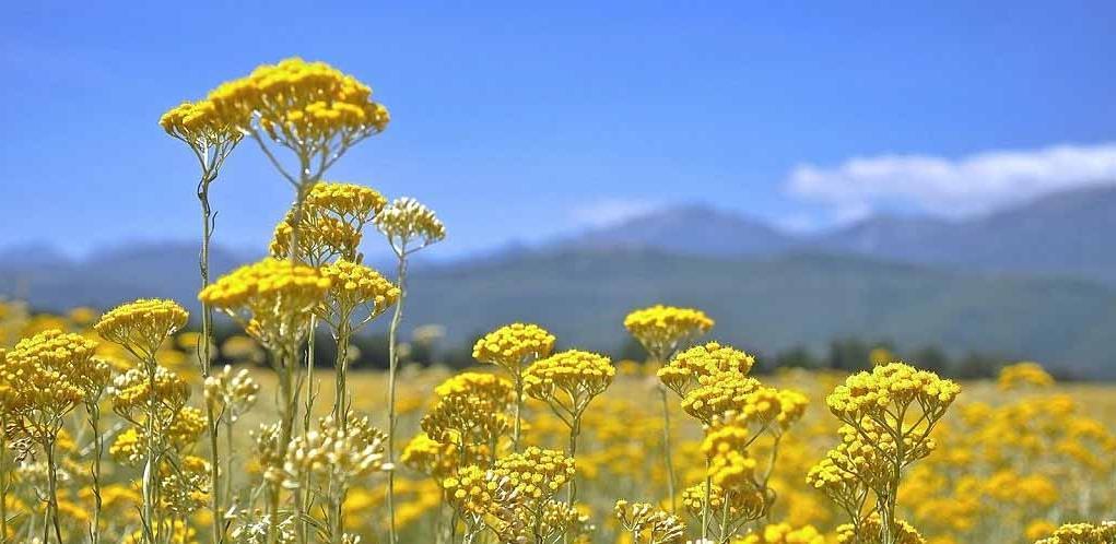 Smiljari ponovno počinju sadnju ove kulture u Hercegovini