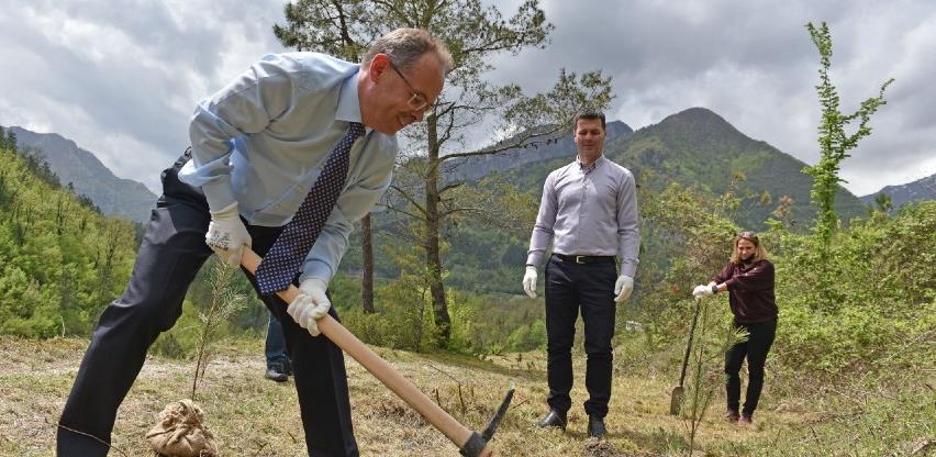 U Jablanici posađeno hiljadu sadnica crnog bora