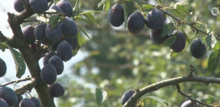 U Tuzli predstavljen novi poziv za dodjelu grantova poljoprivrednicima