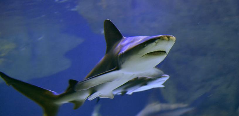 Otkriveni fosilni ostaci morskog psa stari 400 milijuna godina