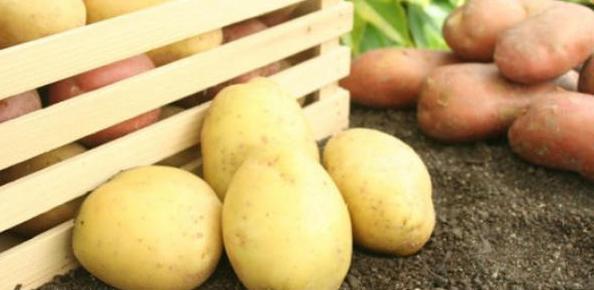 Proizvođači krompira zajednički u borbi za fito broj