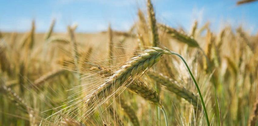 Zadruge su najbolji vid organizacije poljoprivrednika