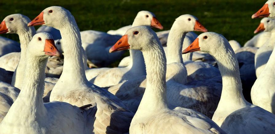 Uzgoj gusaka u Semberiji - plasman mesa najveći problem