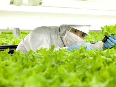 Japanci otvaraju prvu potpuno robotiziranu farmu