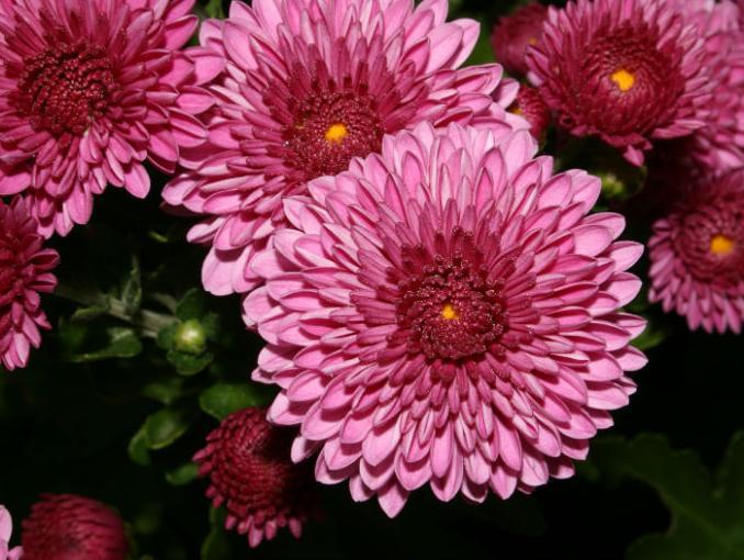 Biljke za čišći zrak u kući