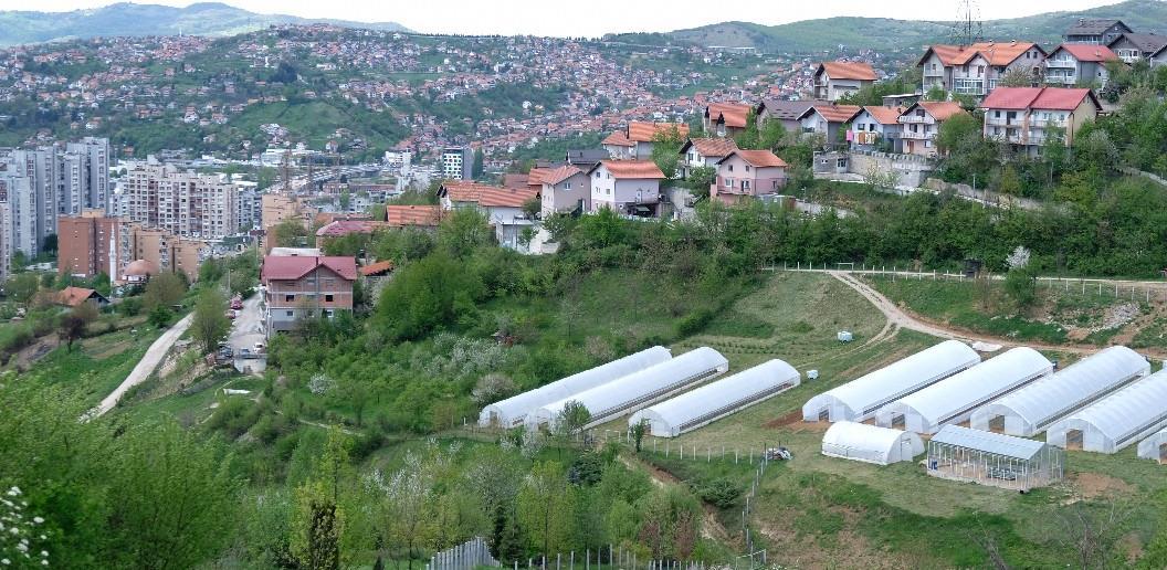 Povrće s Mojmila na trpezama početkom juna