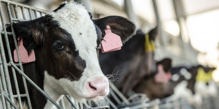 cow