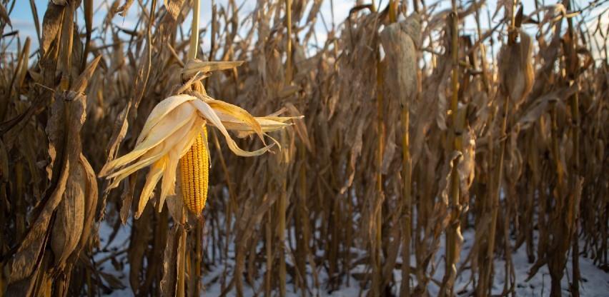 Ozimi usjevi u stanju mirovanja
