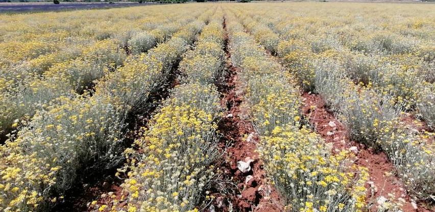 Slom "smiljomanije": Ima li spasa za uzgoj smilja u Hercegovini?