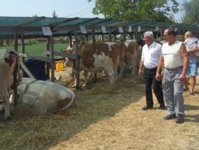 Održana izložba rasnih grla stoke u Prnjavoru