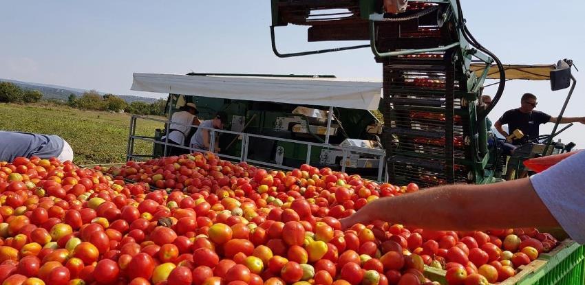 Iz Hercegovine je već izvezeno 70 tona rajčice, očekuje se urod od 2000 t