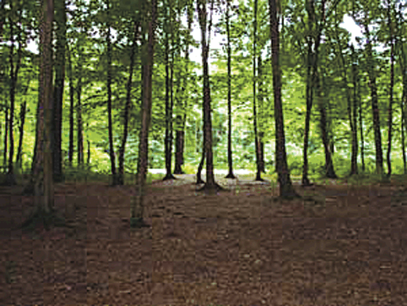 Javna rasprava o Zakonu o šumama u ZDK