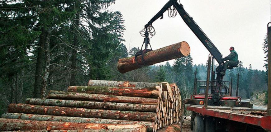 Potrebe drvoprerađivača dvostruko veće od ponude