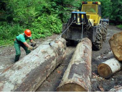 Vlada ZDK odobrila 211.108 KM za projekte iz oblasti šumarstva