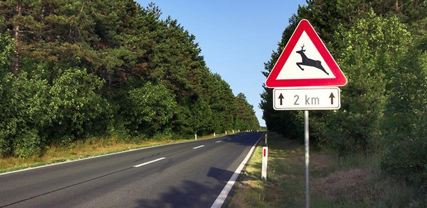 divljač na cesti