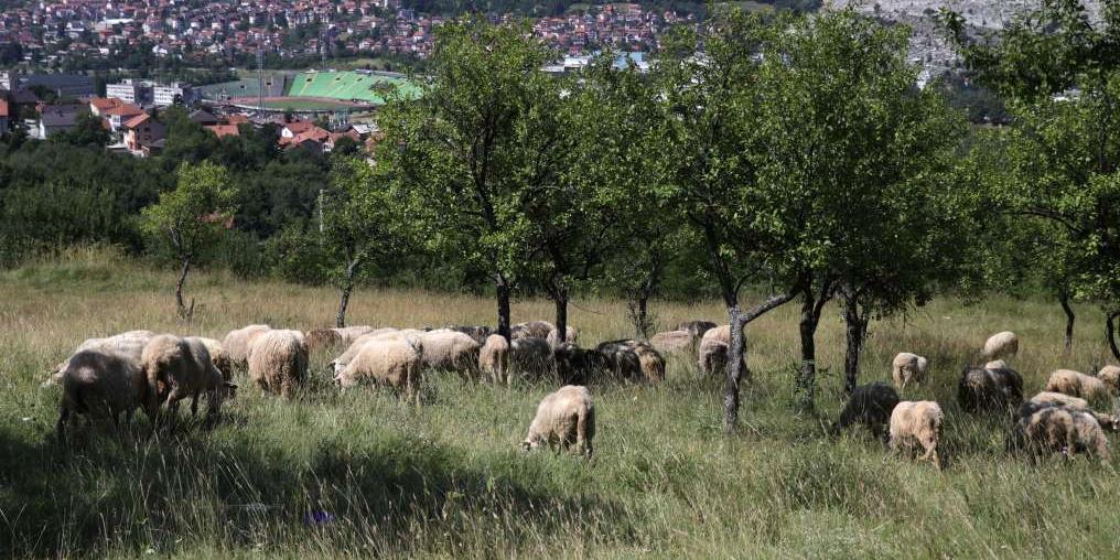 kurban