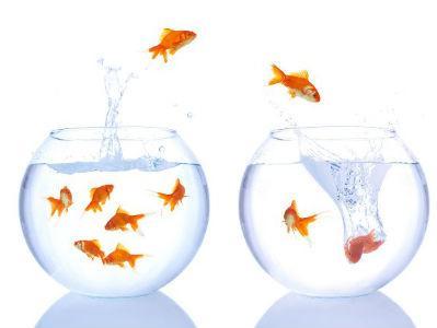 Vjerovali ili ne: Mlijeko nilskog konja je roze, ribice mrze staklene kugle