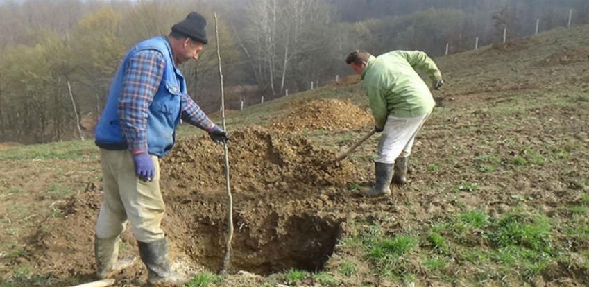 Pomama za uzgojem lješnika
