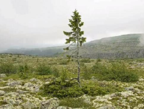 Najstarije stablo na svijetu, ima 9.500 godina i preživjelo je kao grm