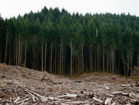 Sokolac traži prinudnu naplatu od "Šuma Srpske"