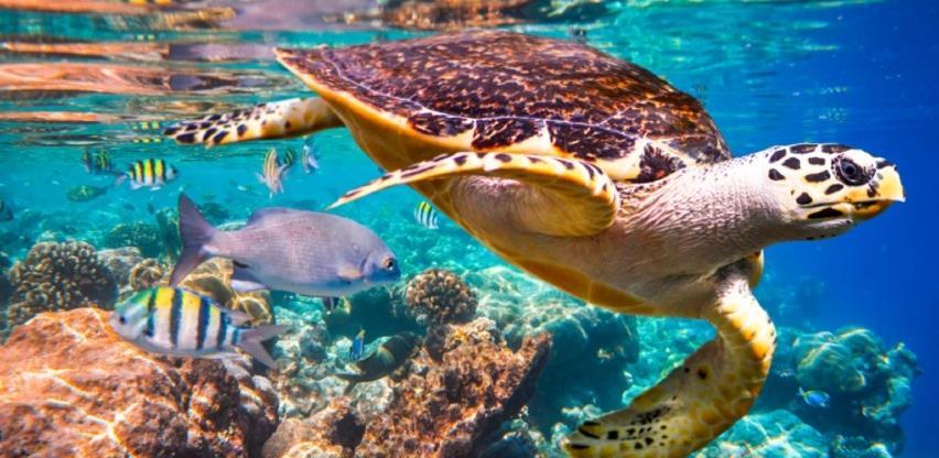 Čuvajte bioraznolikost ili se pripremite na nove pandemije