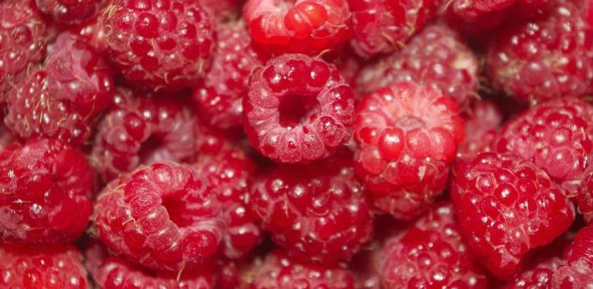 Cijena maline treba biti između 2,30 i 2,50 KM po kilogramu