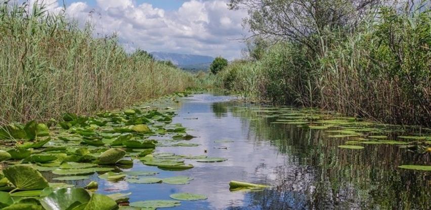 Nijedna močvara od međunarodnog značaja u BiH nema plan upravljanja