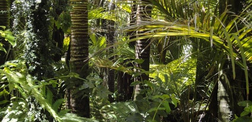 "Pluća svijeta" više ne dišu