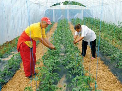 Organska proizvodnja – šansa za domaće povrtlare