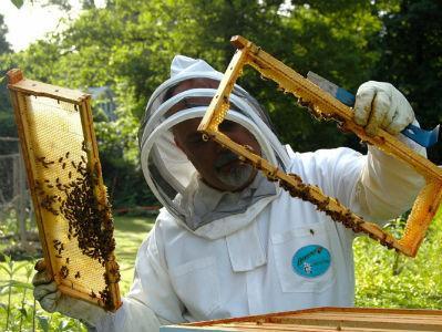 Brže i jeftinije do izvoza meda u EU