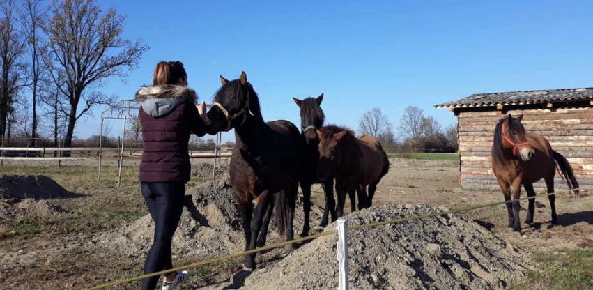 Pasmina je sačuvana: Povećava se brojno stanje bosanskog brdskog konja