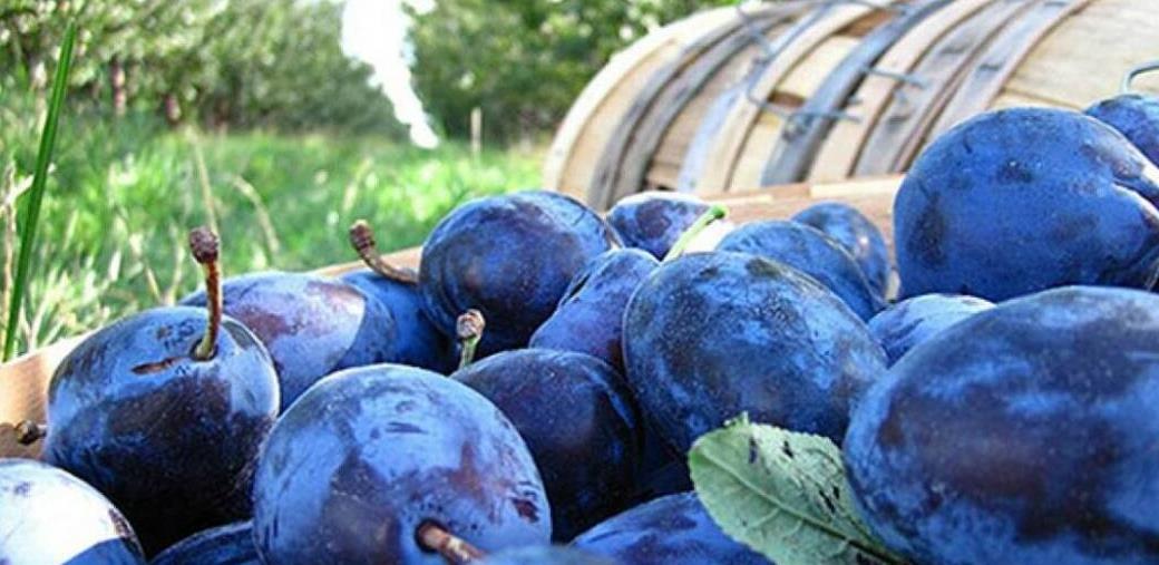 Dobar rod i kvalitet šljive i obezbijeđeno tržište