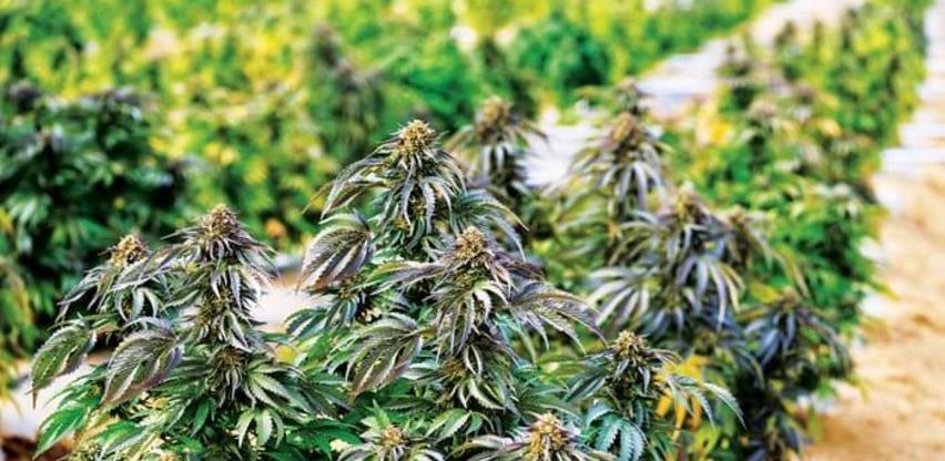 Bosna i Hercegovina počinje izvoziti organsku industrijsku konoplju