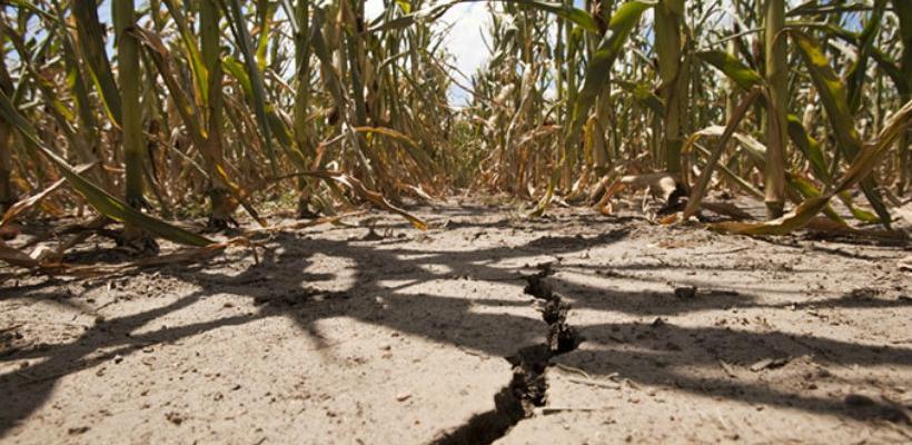 Zbog suše proglasiti stanje elementarne nepogode