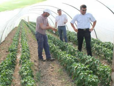 Prerađivači pomažu domaćim proizvođačima povrća