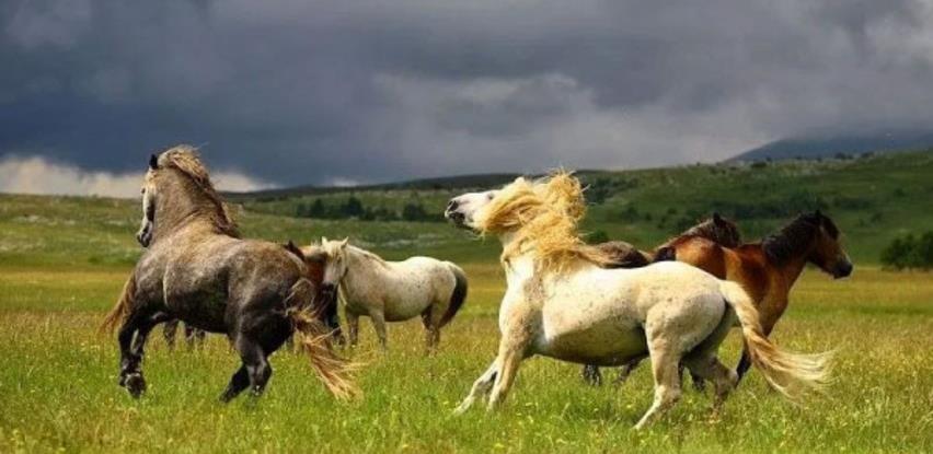 Galop divljih konja, čarobna Šujica i izvor Duman - Livno snimljeno iz zraka