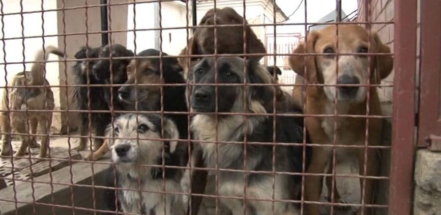 Azil za pse koštat će tri miliona maraka