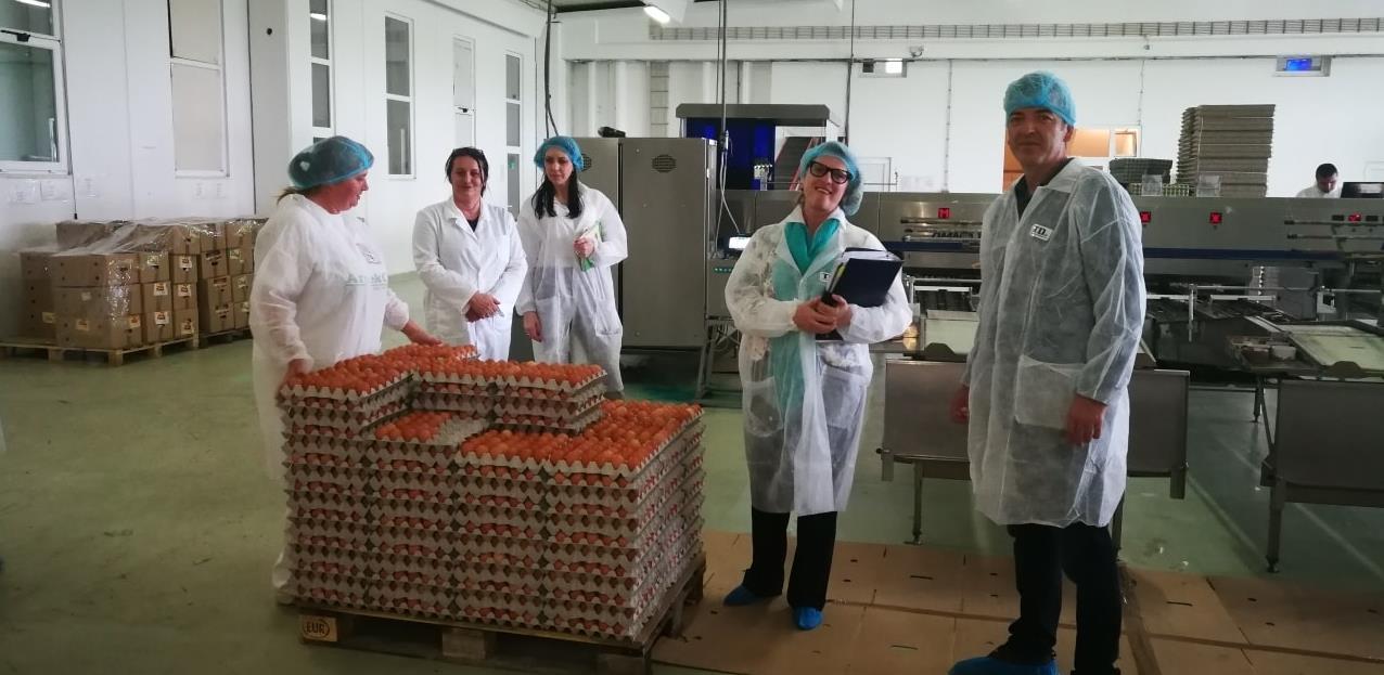 U Donjem Žabaru niče pet farmi za proizvodnju konzumnih jaja