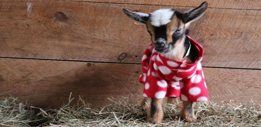 Volite pidžama partije ? Pogledajte kako to one rade