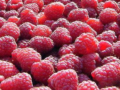 Hladnjača i novi zasadi maline u Željeznom Polju