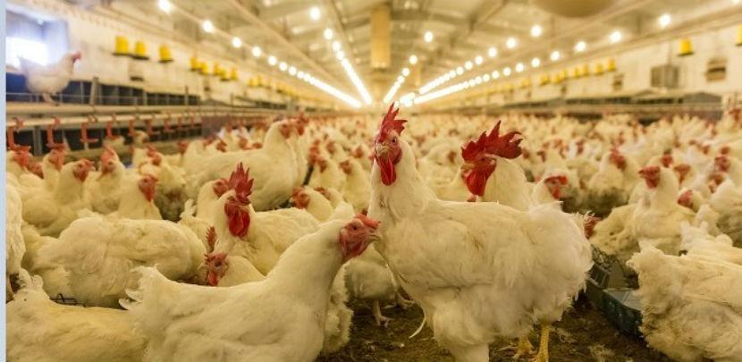 Peradari traže ubrzanje aktivnosti u vezi izvoza u EU