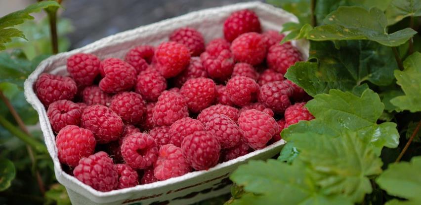 Maline u USK opet donose zaradu