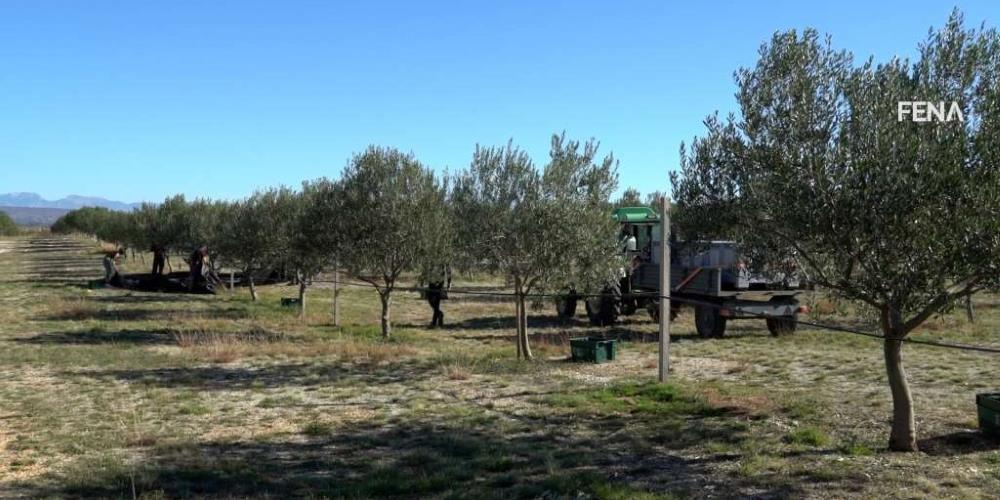 Maslinovo ulje Ljubuški