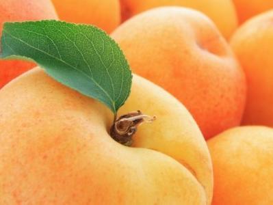 Sjemenke marelice liječe rak – farmaceuti u šoku, ostaju li bez posla?