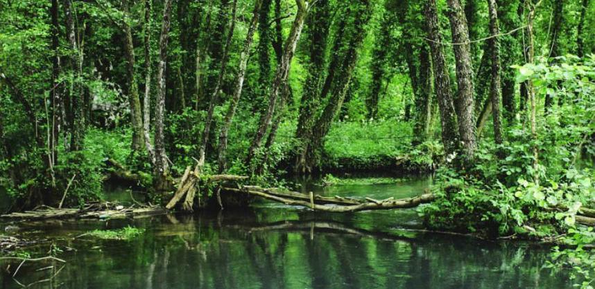 Prvi korak u procesu nominacije prašume Janj na UNESCO-ovu listu