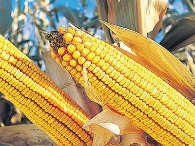 Monsanto objavio: Sjemena koja smo donirali nisu genetski modificirana