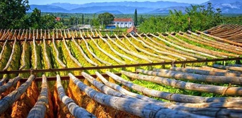 Hercegovački duhan dobio međunarodnu zaštitu izvornosti