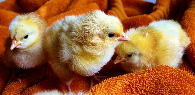 Besparica koči gradnju klaonice