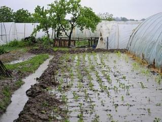 Poplave nanijele velike štete agraru