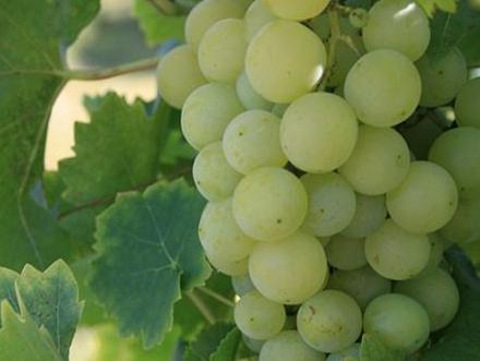 Formirana Grupacija vinogradara i vinara Privredne komore Federacije BiH